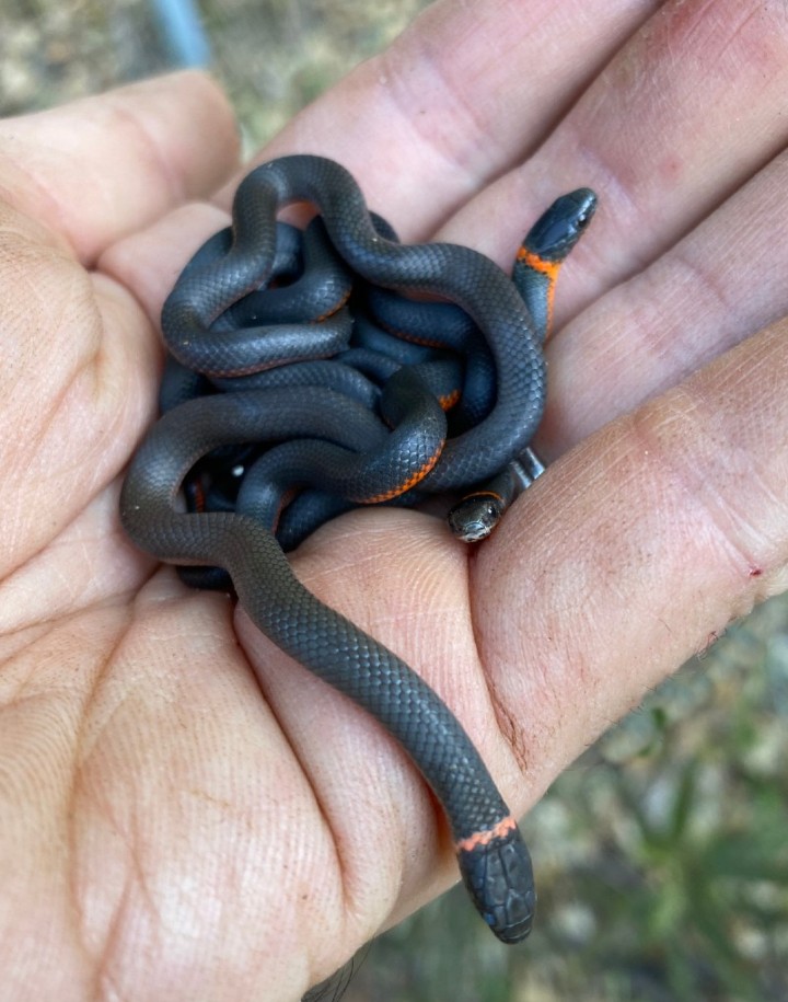 Pacific Ringneck Snakes